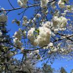 Cougar78 Profile Picture